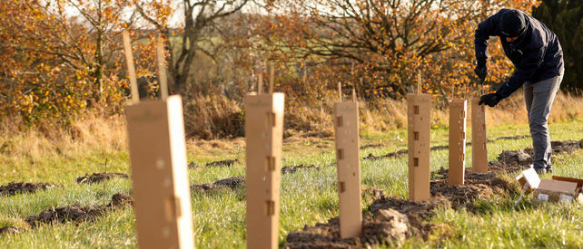 Tree Planting Tree Planting