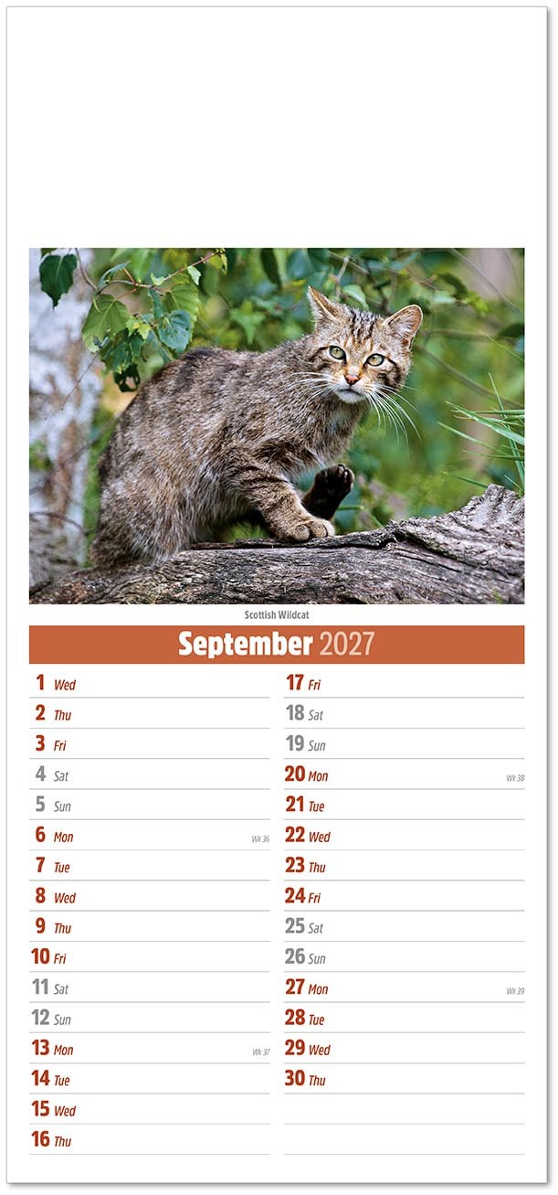 Slimline British Wildlife Compact Calendar